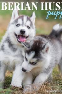 Just Siberian Husky Puppies 2022 Wall Calendar (Dog Breed) af Willow Creek Press